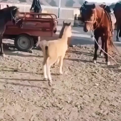 @qaqas015official