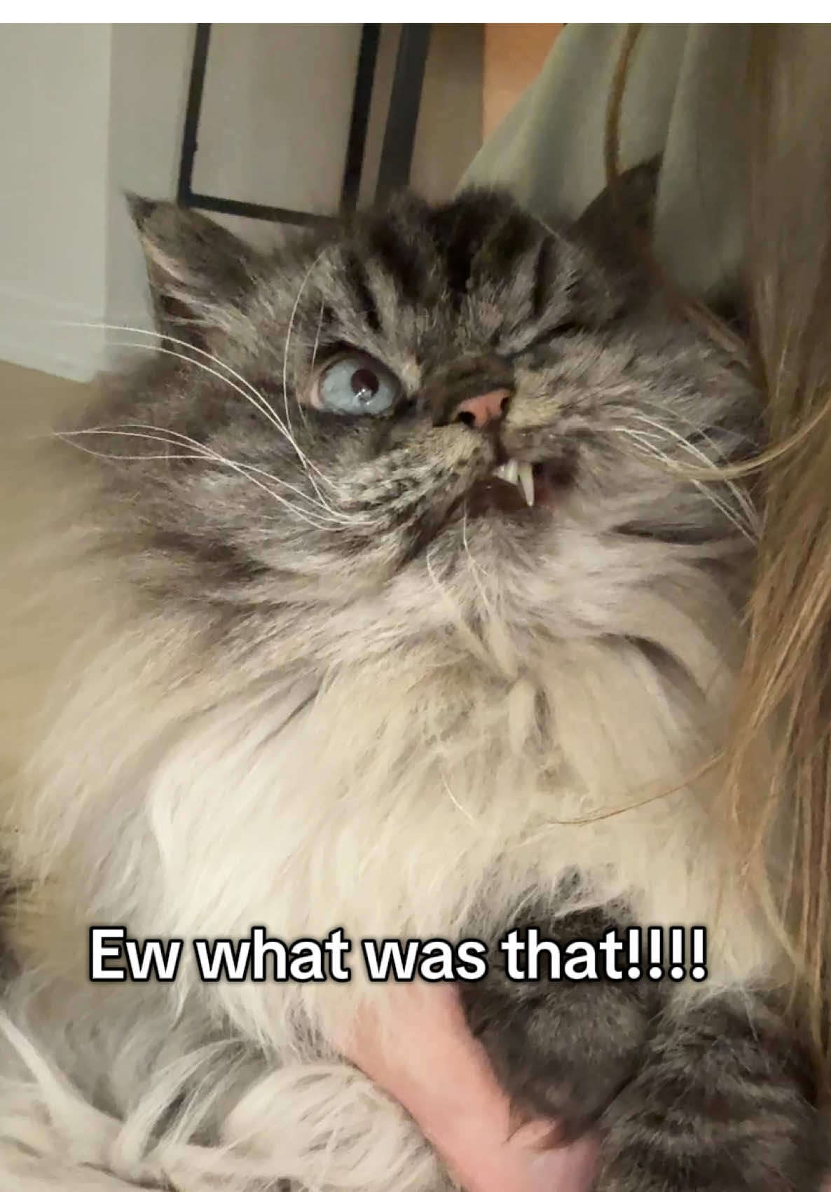 @Merlin Ragdoll