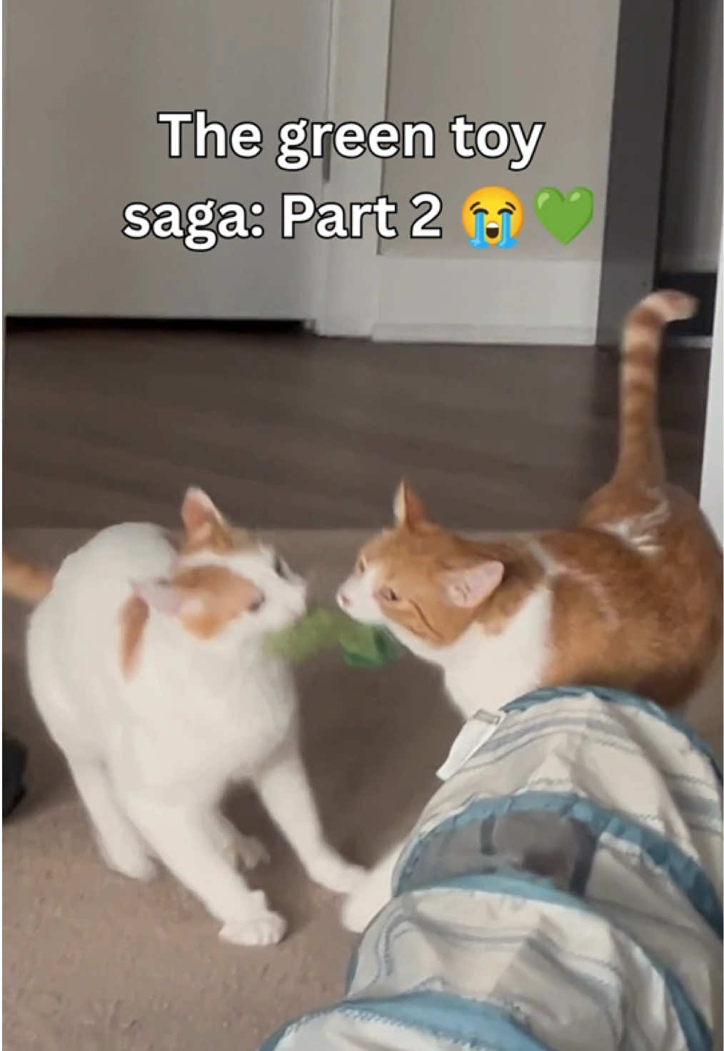 @One and a Half Orange Cats
