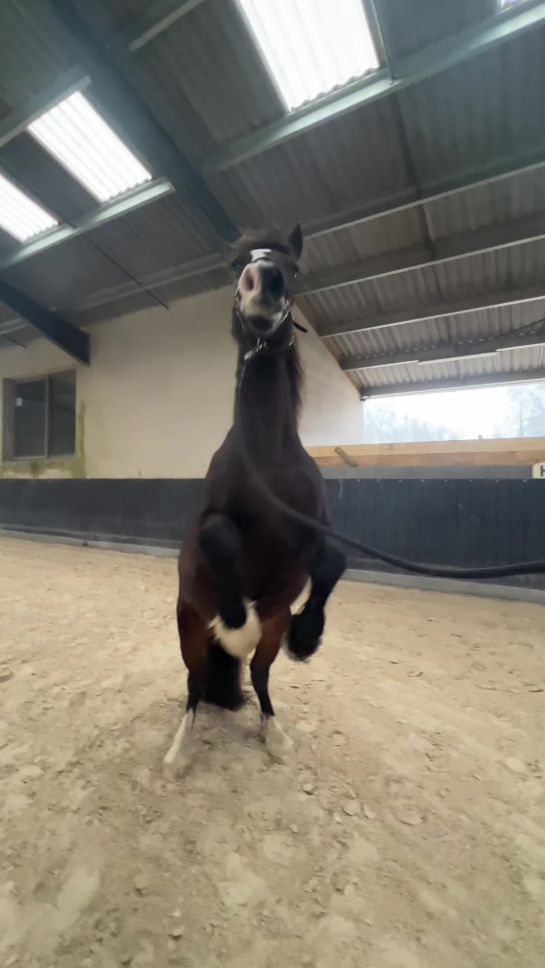 @Seren the pony 🐴