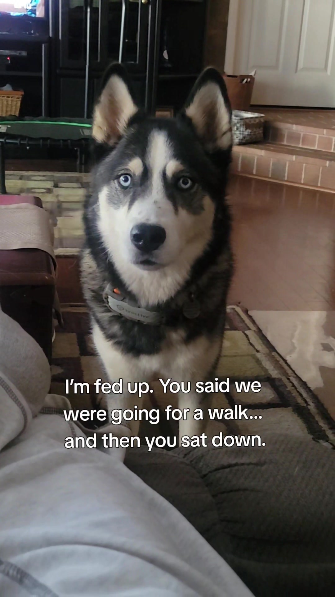 @the Hussey Husky