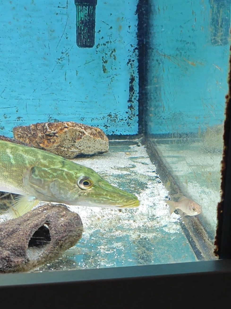 @predatoryfishtank