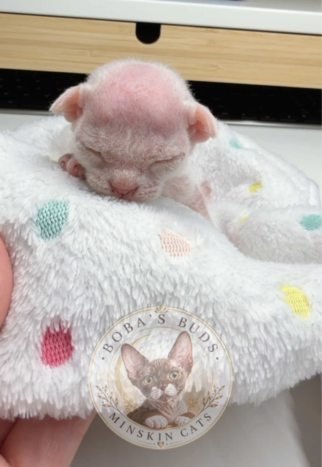 @Boba’s Buds Minskin Cats