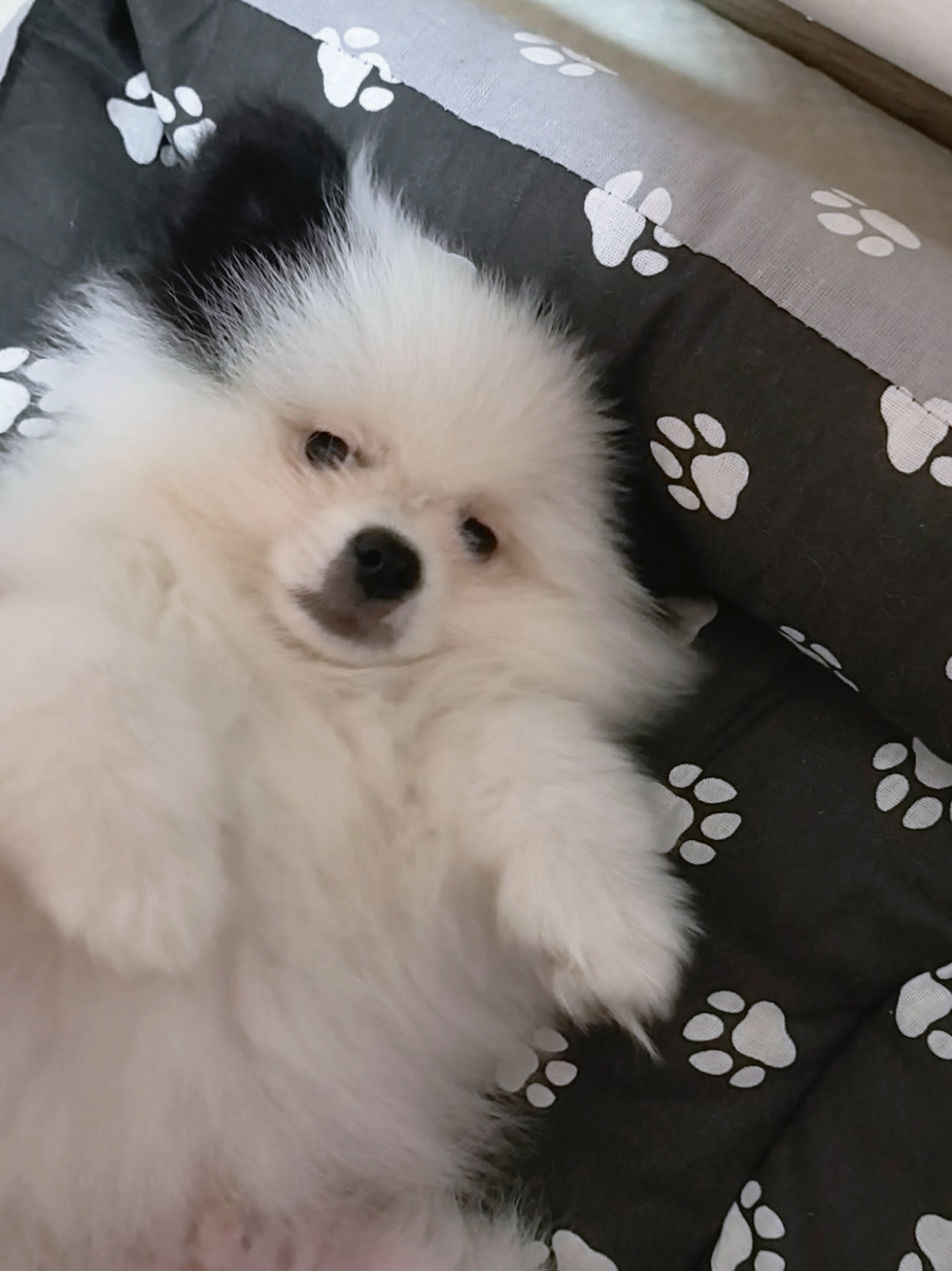 @Миша🐶 Стеша😺 Дуня🐭