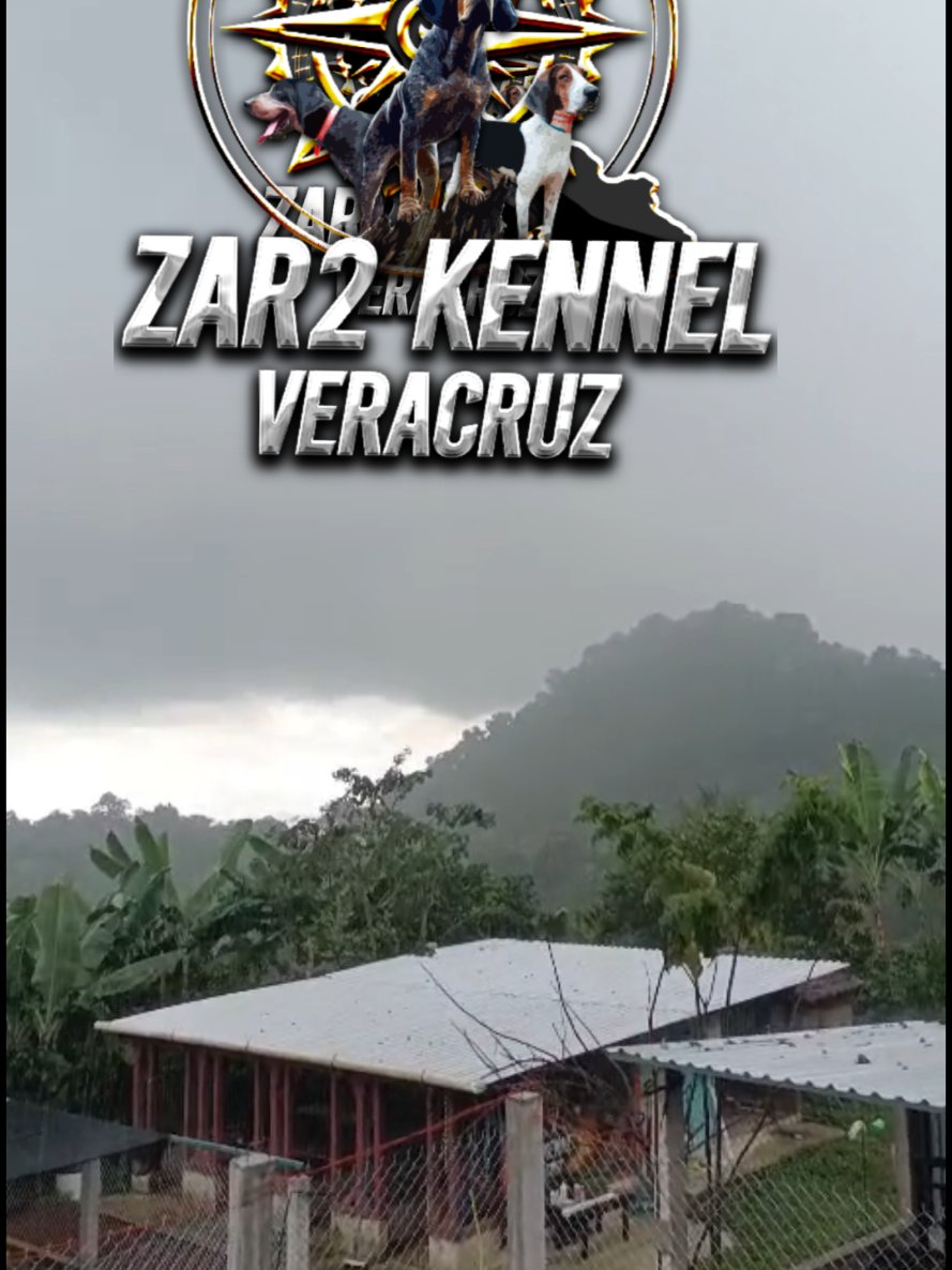 @zardos kennel veracruz