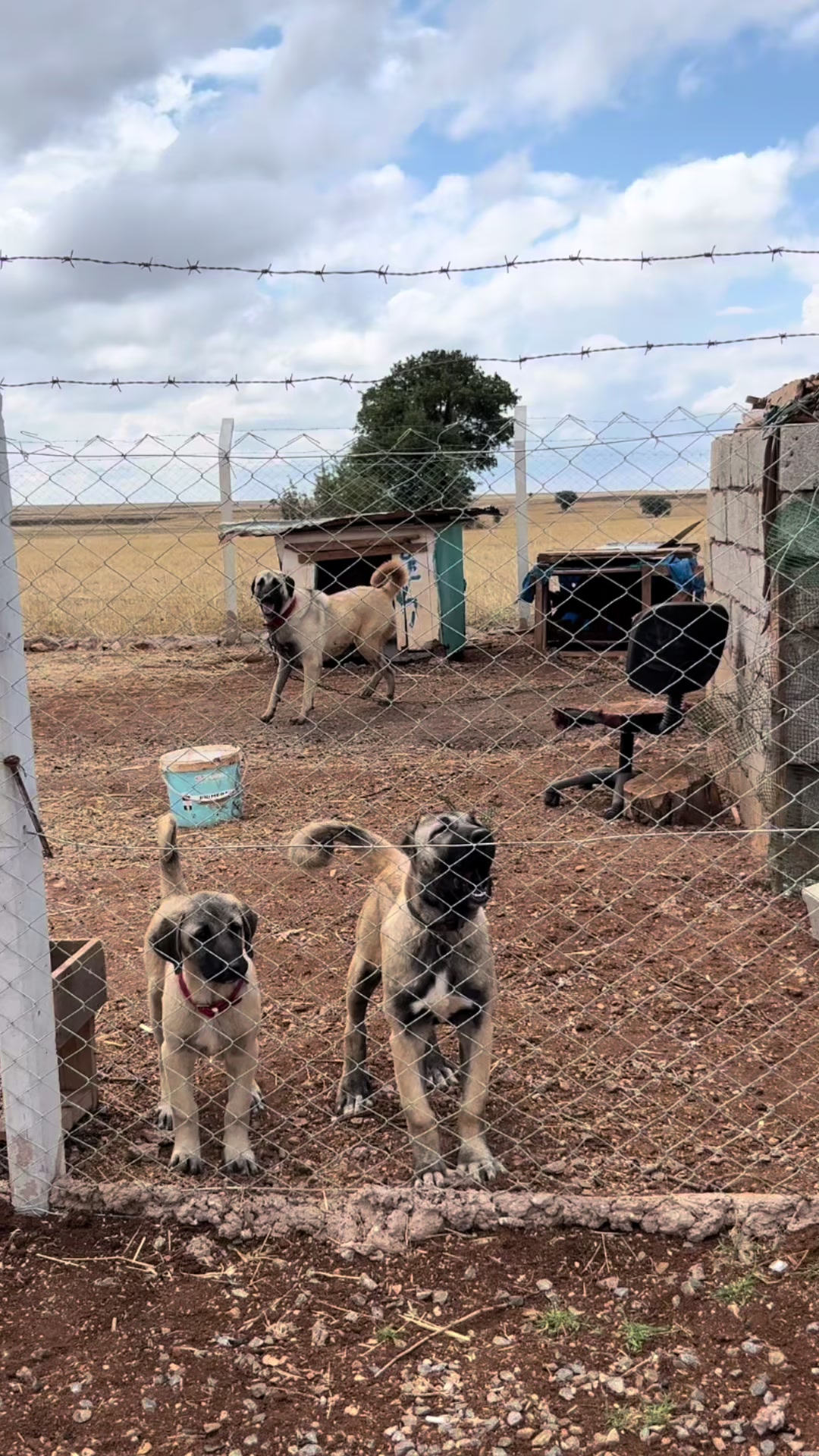@🇹🇷Sivas Kangal Köpeği 🇹🇷