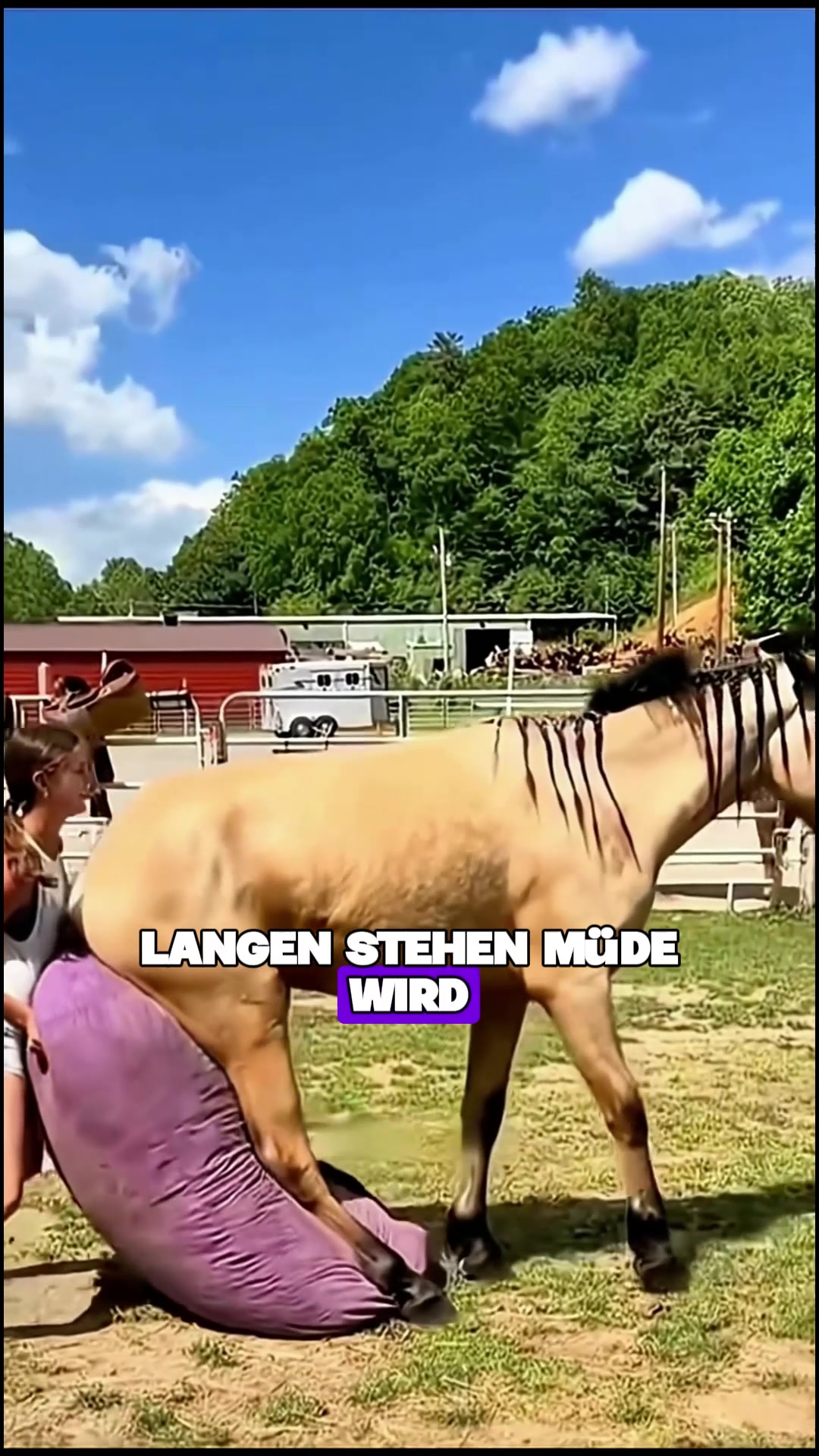 @Tierheim
