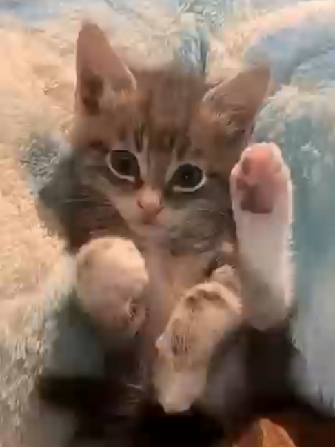 @digitl63🇨🇦