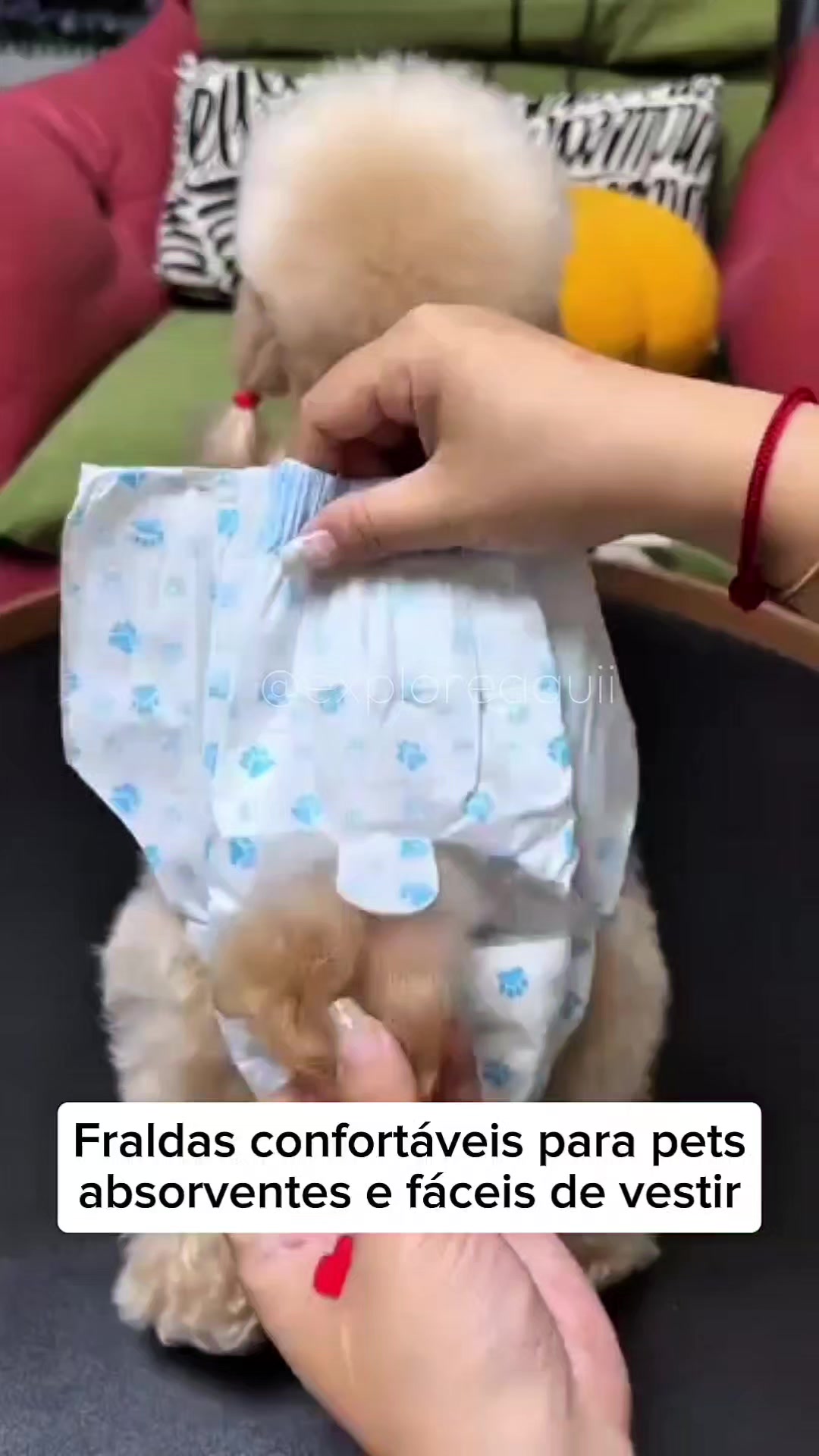 @Explore Aquii 🐾🐾✨️