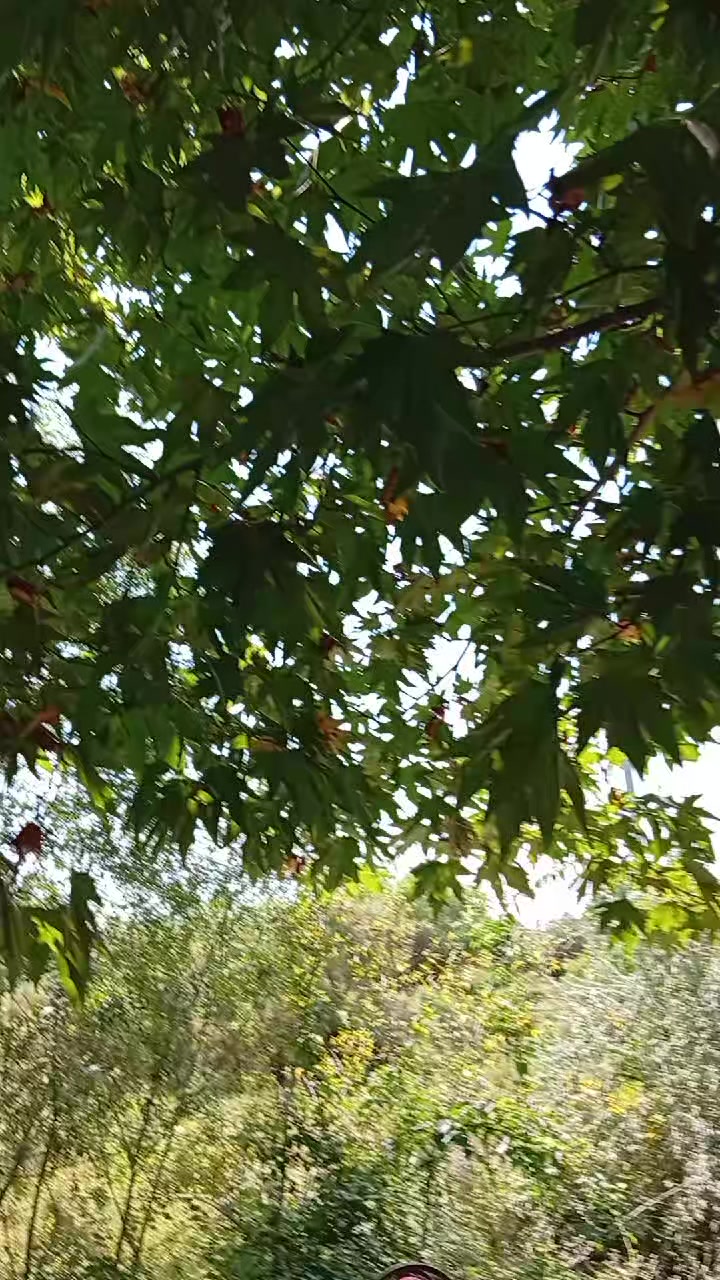 @v&uuml;sal