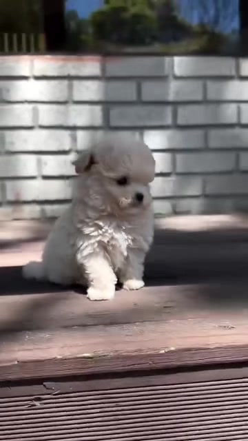 @Teacup puppies