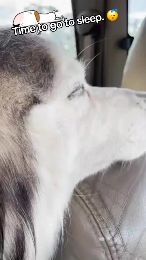 @🤣Vid&eacute;os Dr&ocirc;les.Zzz