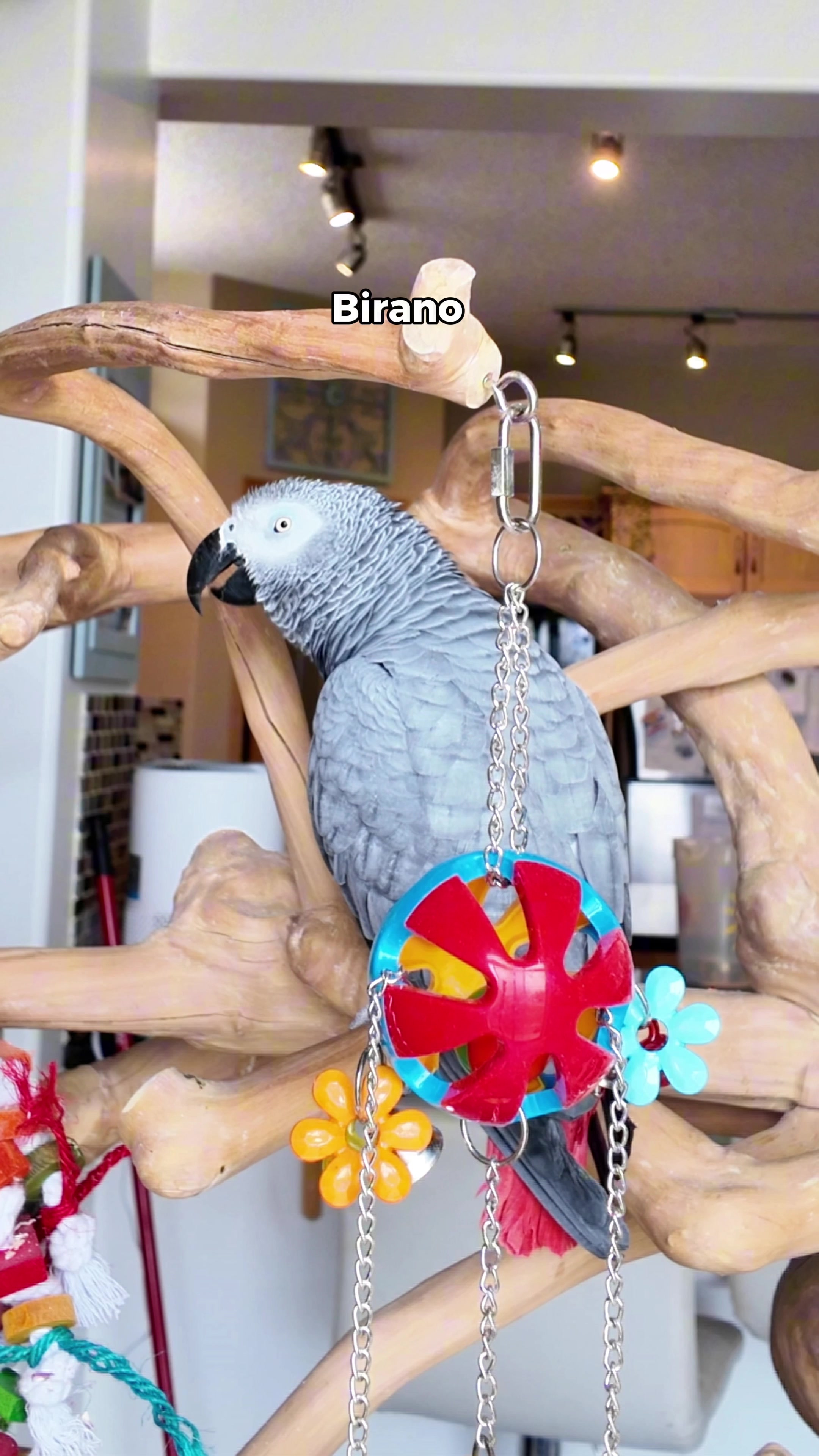 @Gizmo The Grey Bird