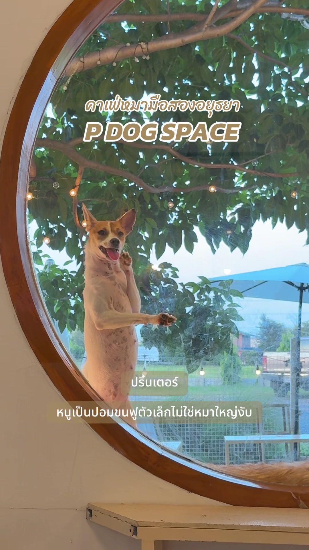 @P Dog Space คาเฟ่หมามือสอง 🐶