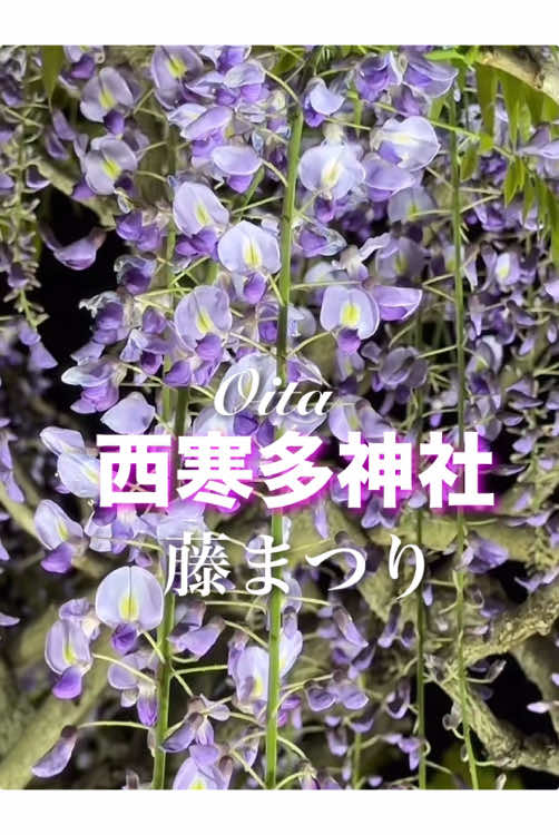 @NICHE(ニッチ)