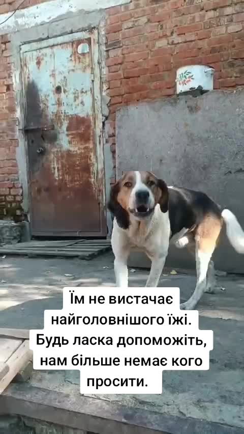 @tvarinkidobra