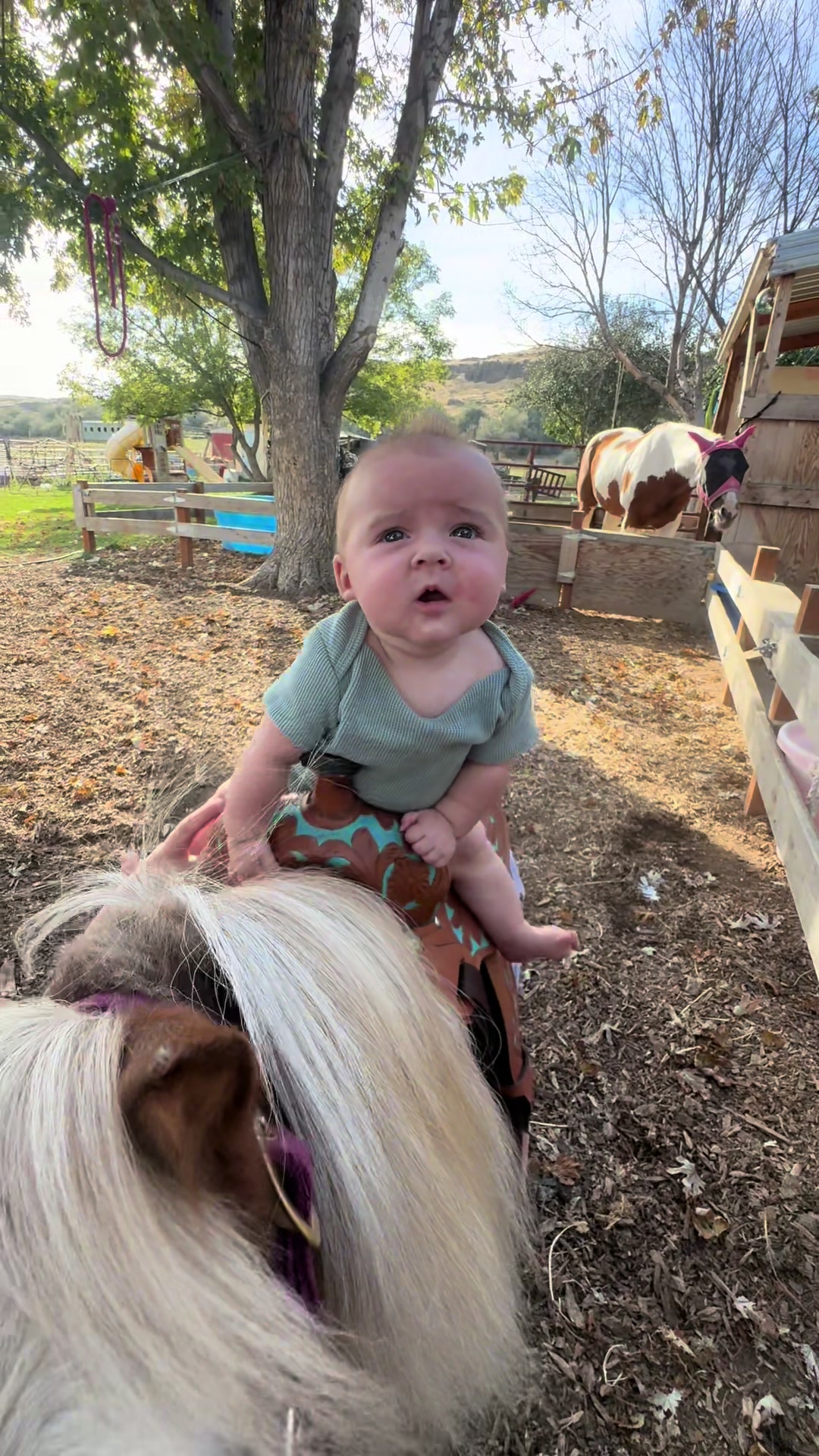 @Hot Sauce the Mini horse 🐎