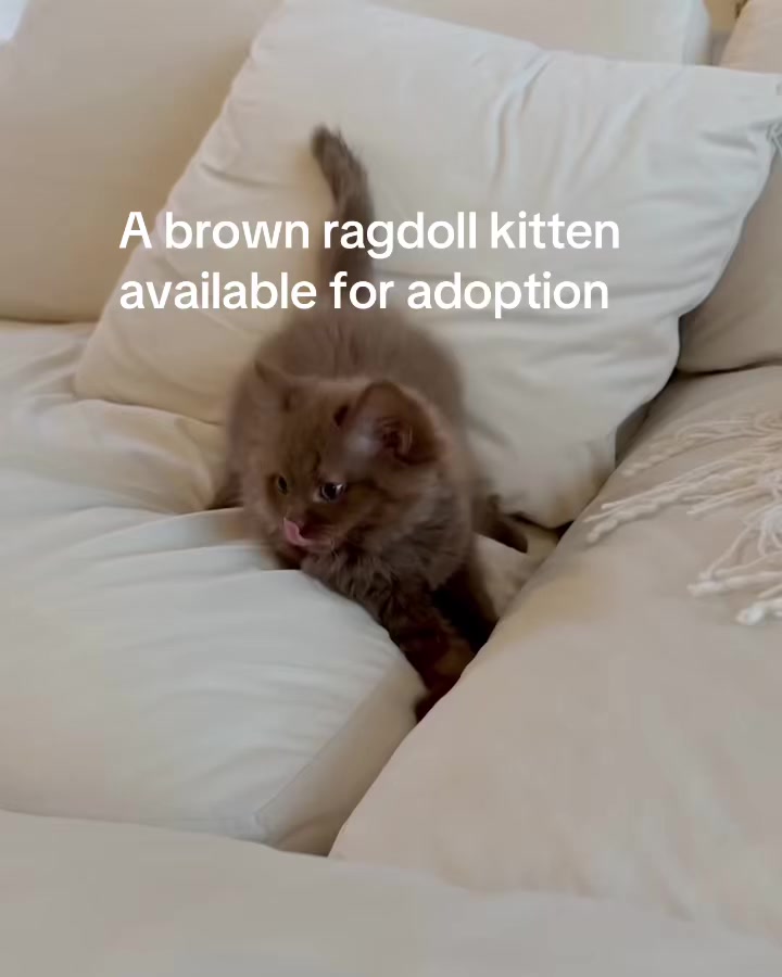 @I love ragdolls❤️