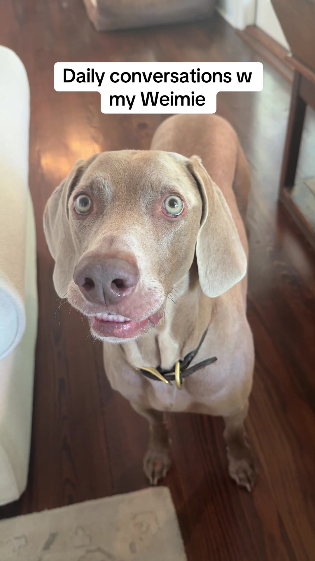 @Zoey the Weim