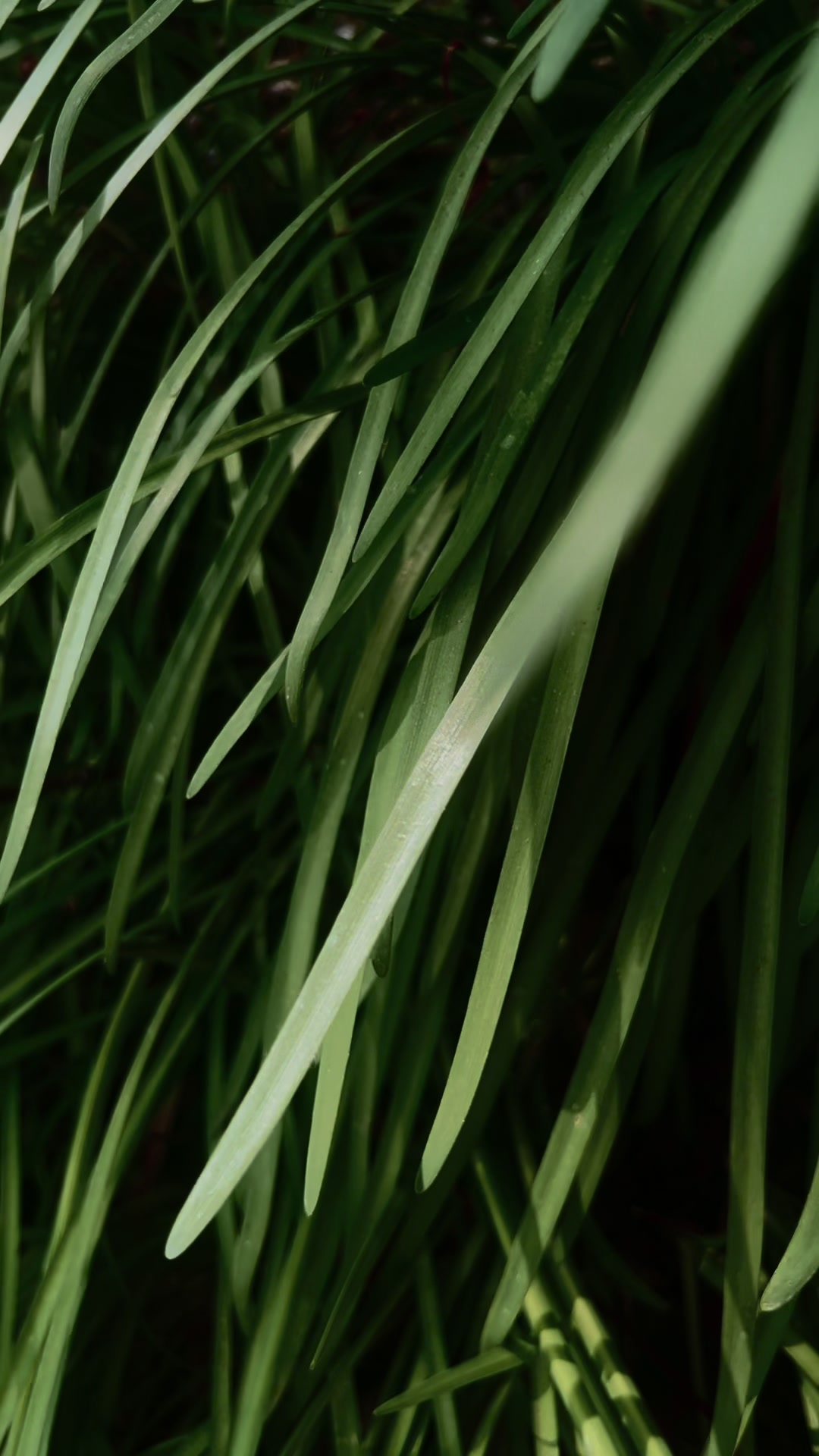 @greenembryo