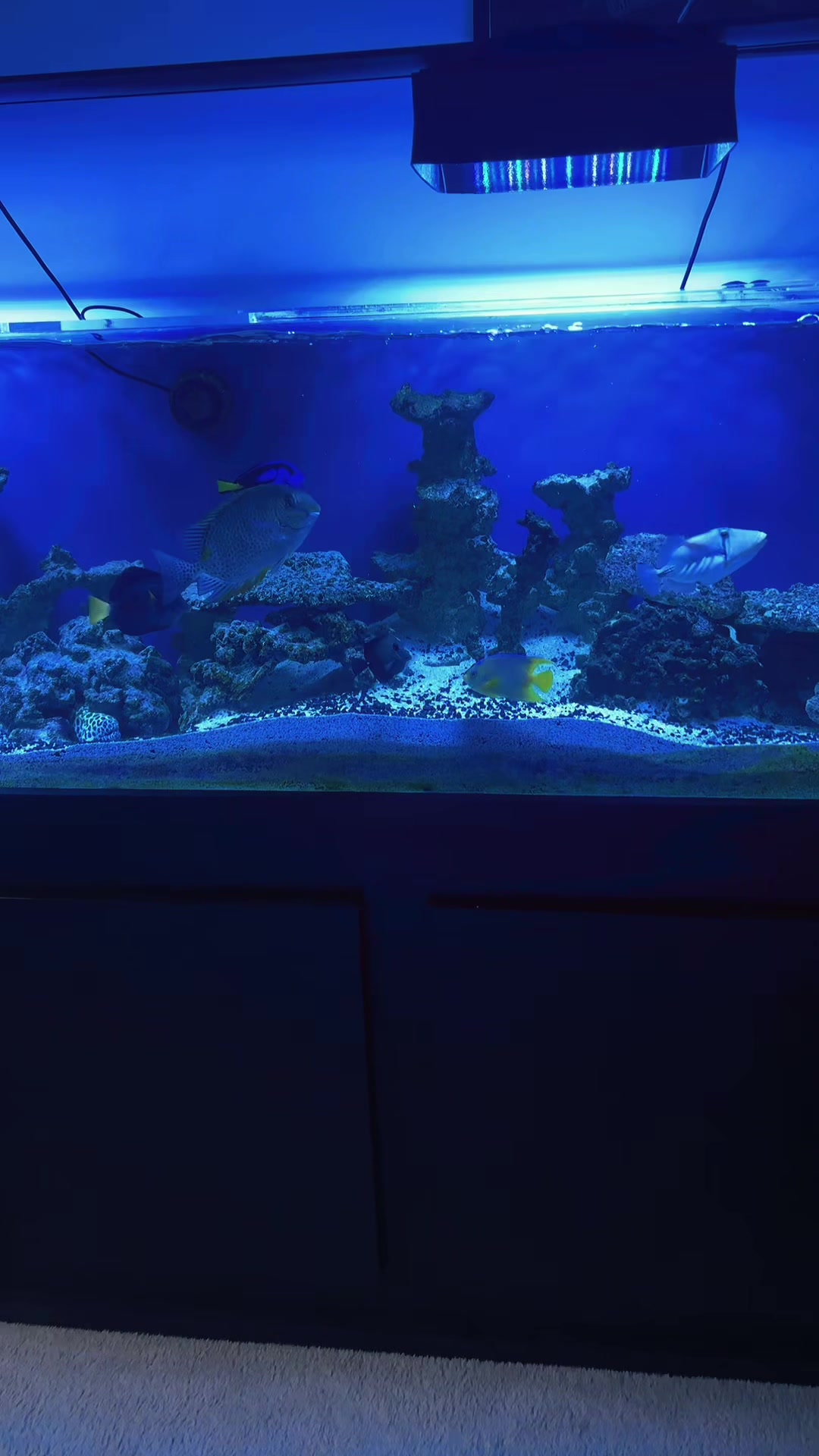 @reeflove
