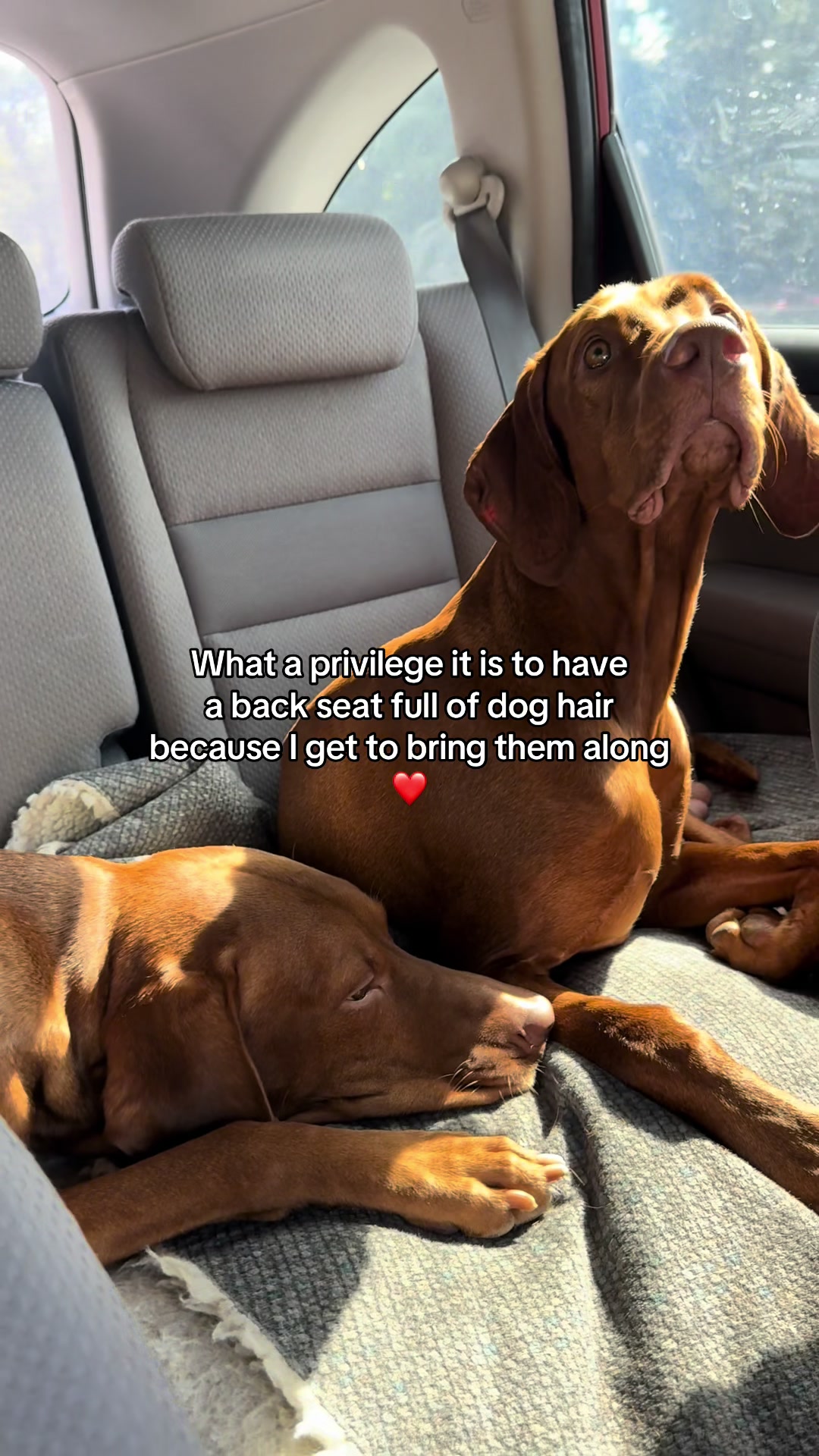 @Tycho the vizsla