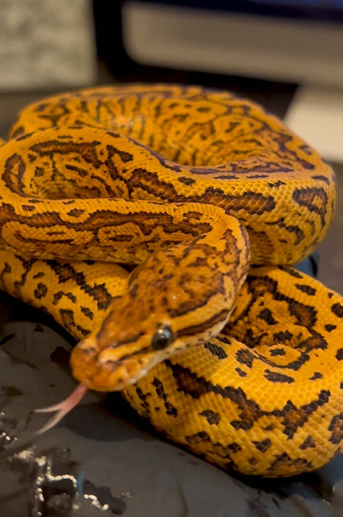 @Elliott Exotics