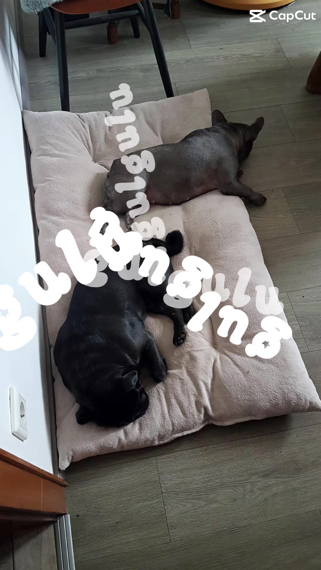 @Stanciu Andra-Diana