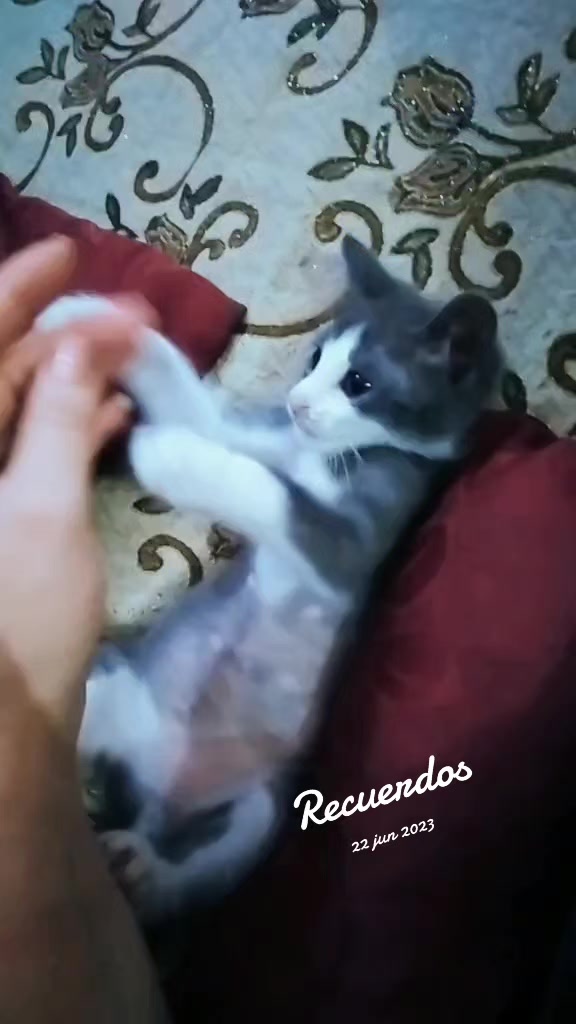 @Eli🐈🐱💫🌹