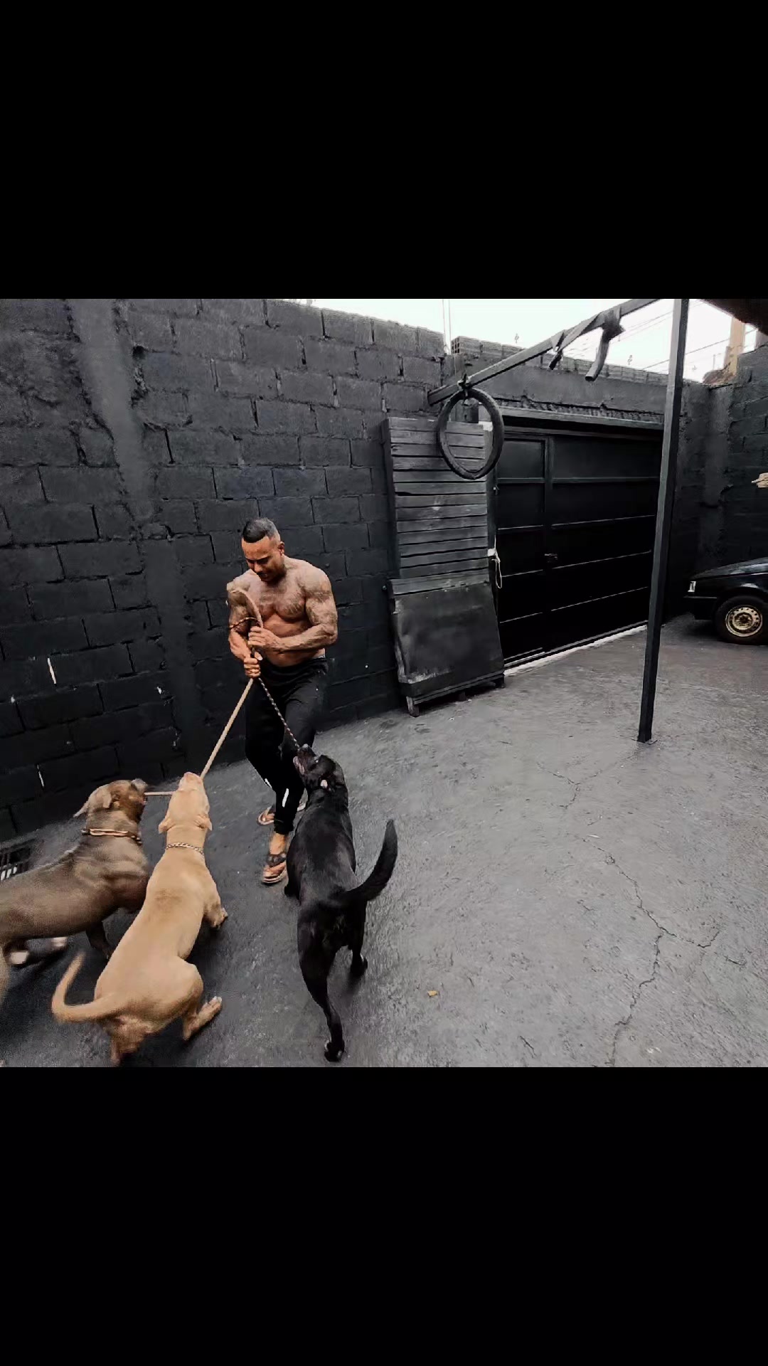 @cachorro de pobre