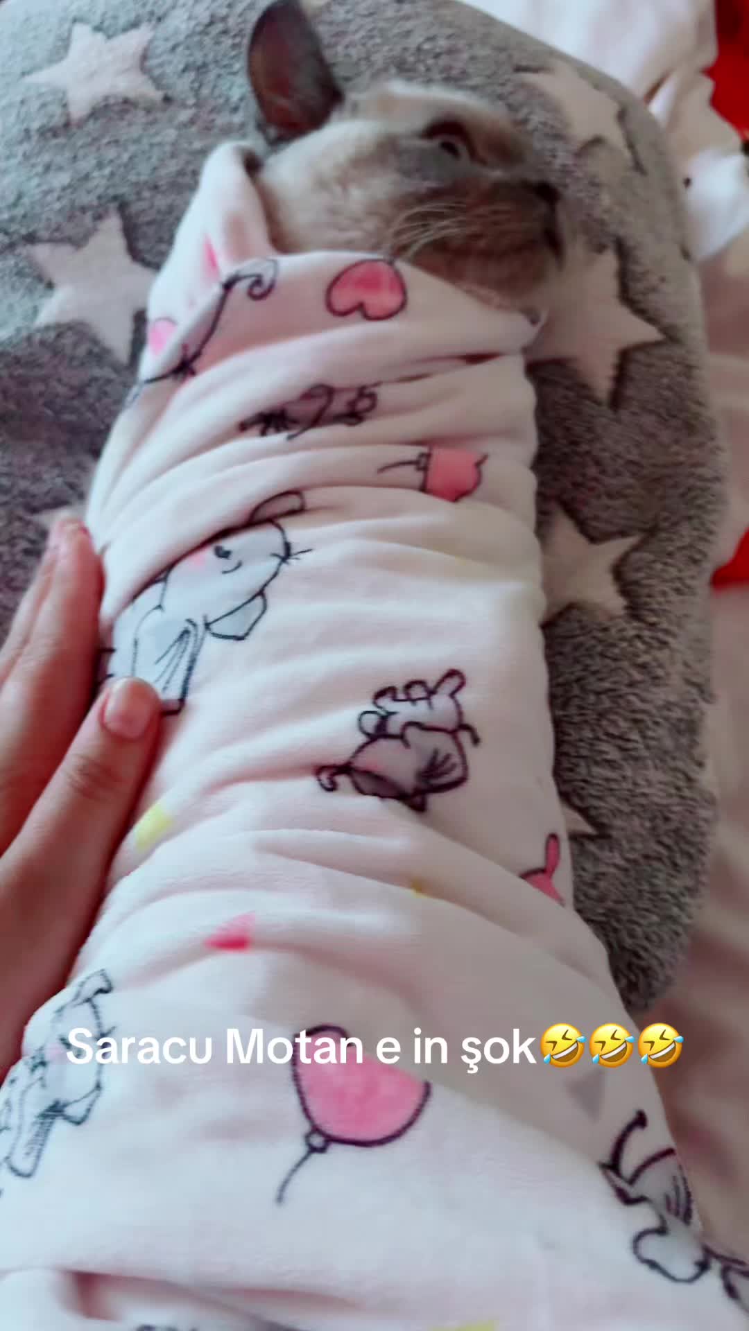 @Katalina.
