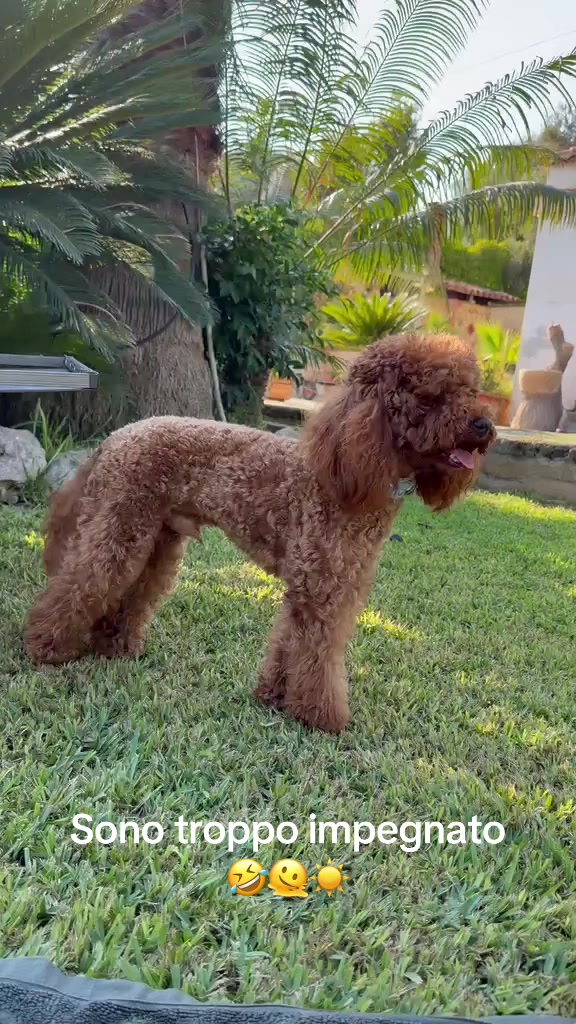 @Il mondo di Toby e Ulisse 🐩