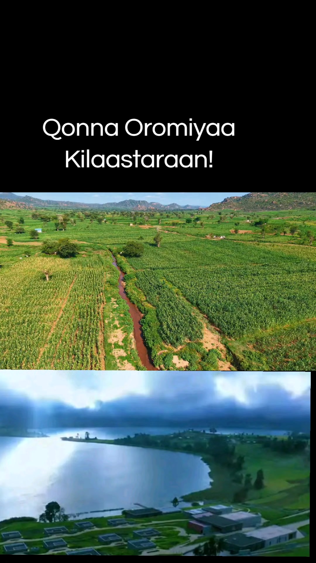 @Shimallis Abdisa Parody