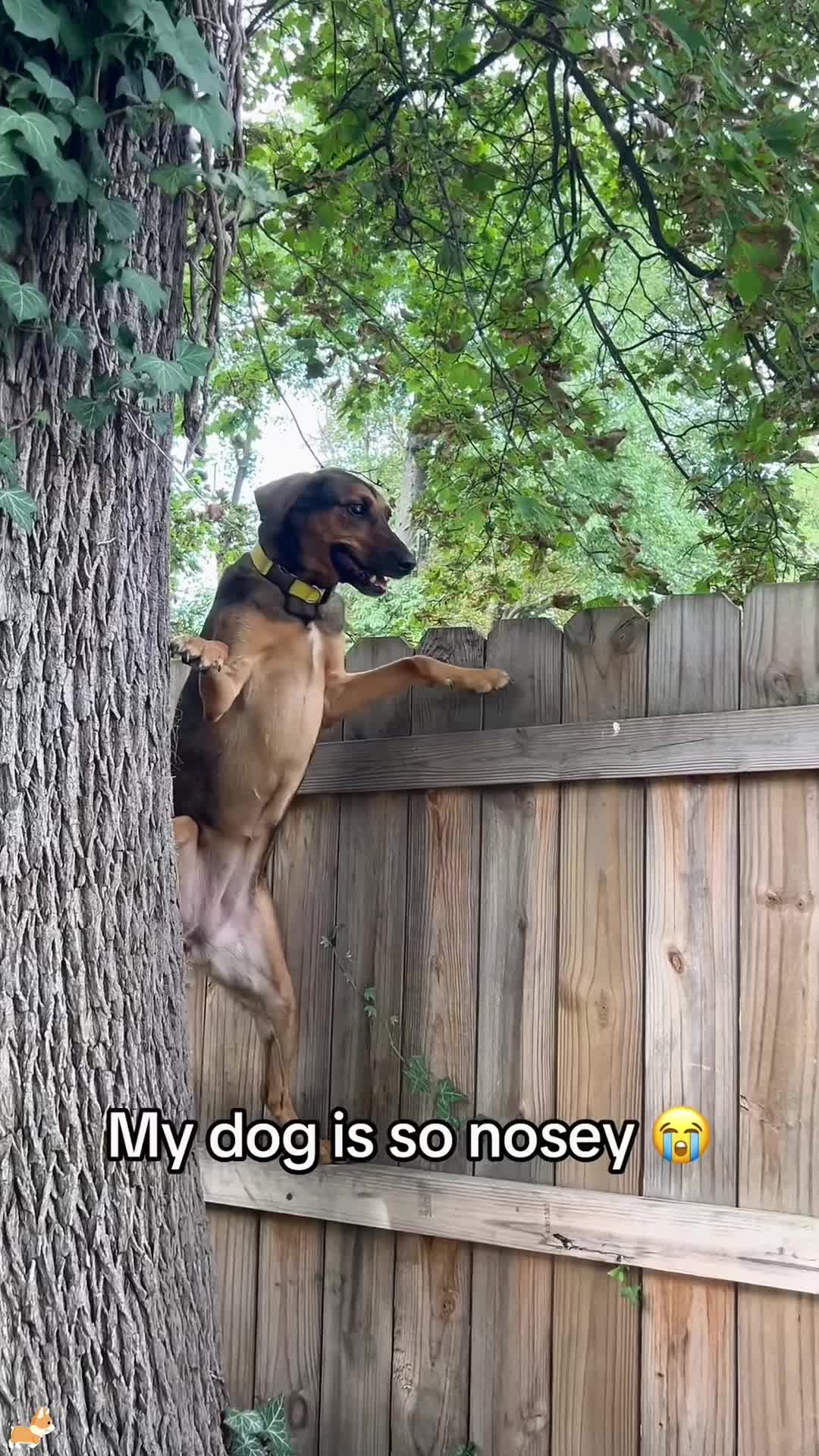 @SneakyFails