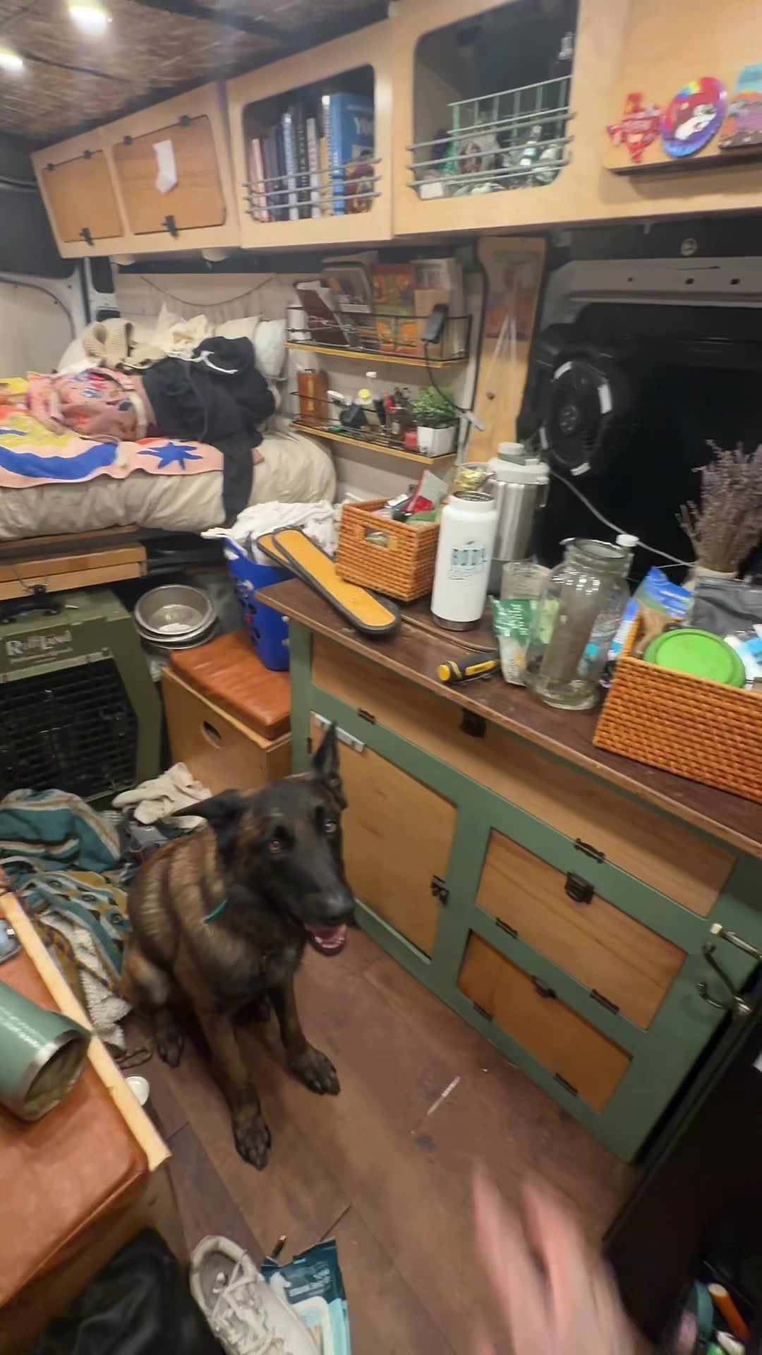 @balancedcanineacademy