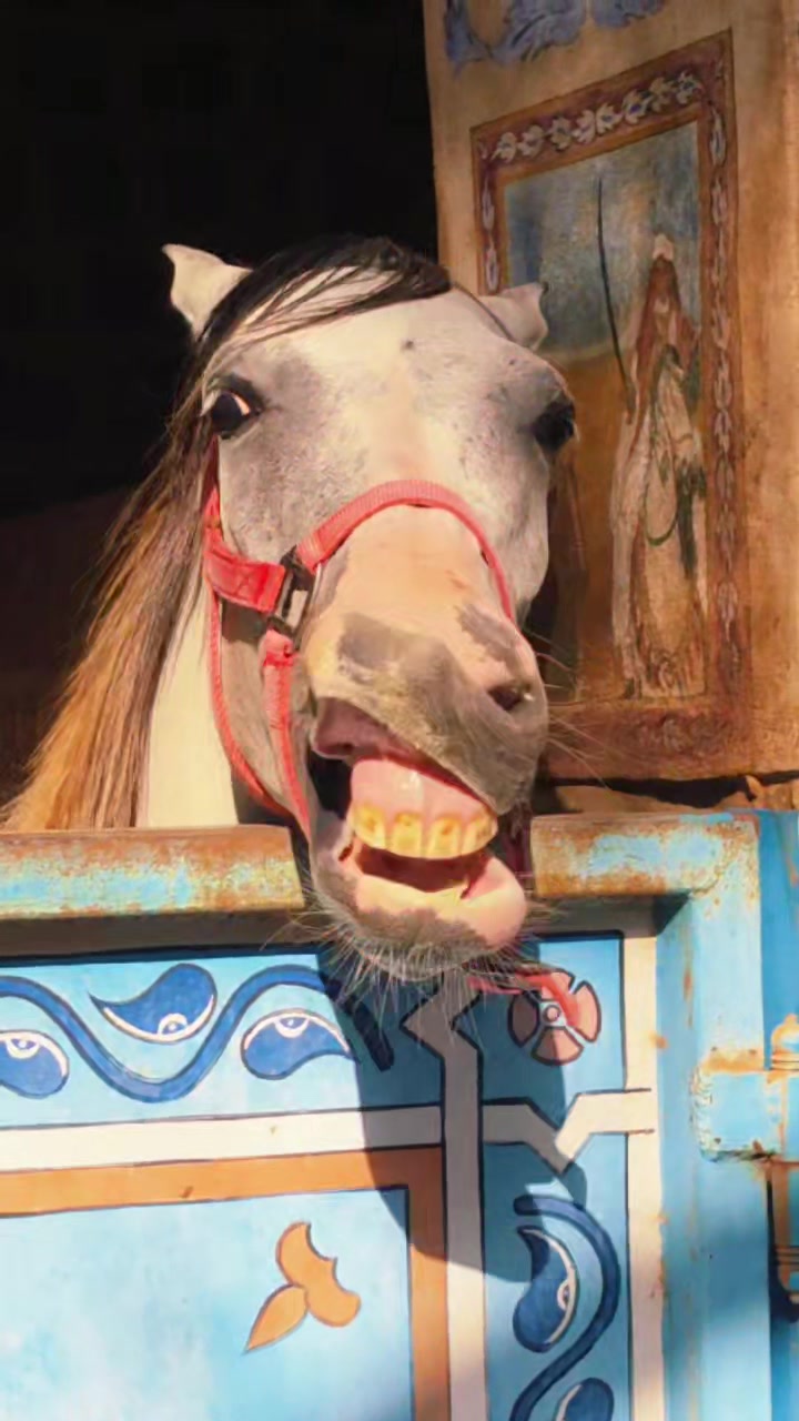 @funny:)animalsbytwins