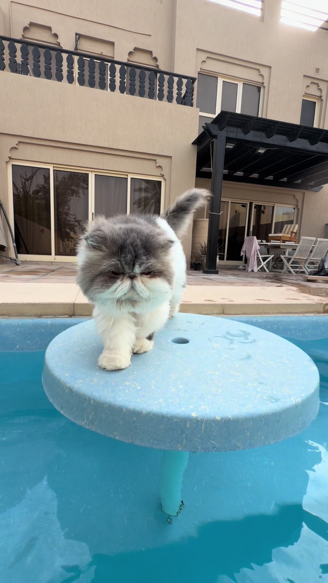 @thezenkitty
