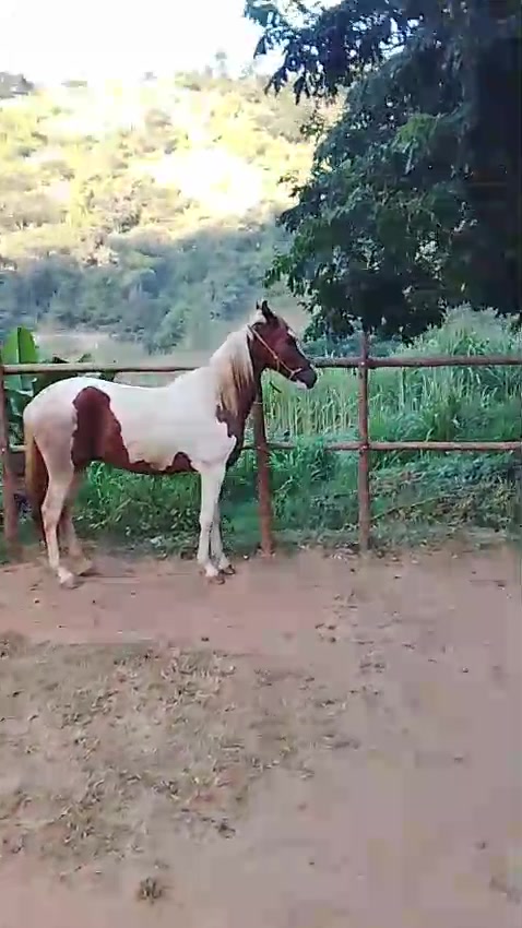 @Rancho beira mata🇧🇷🇺🇸