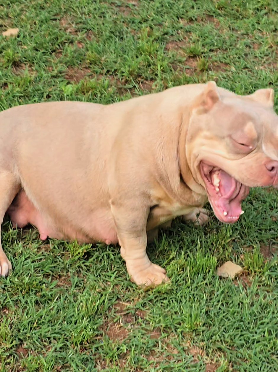 @EClassBullys