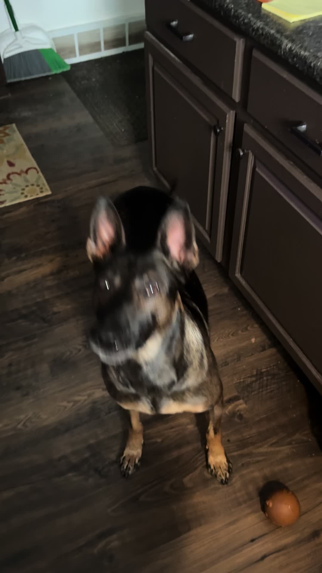 @K9peacekeeper