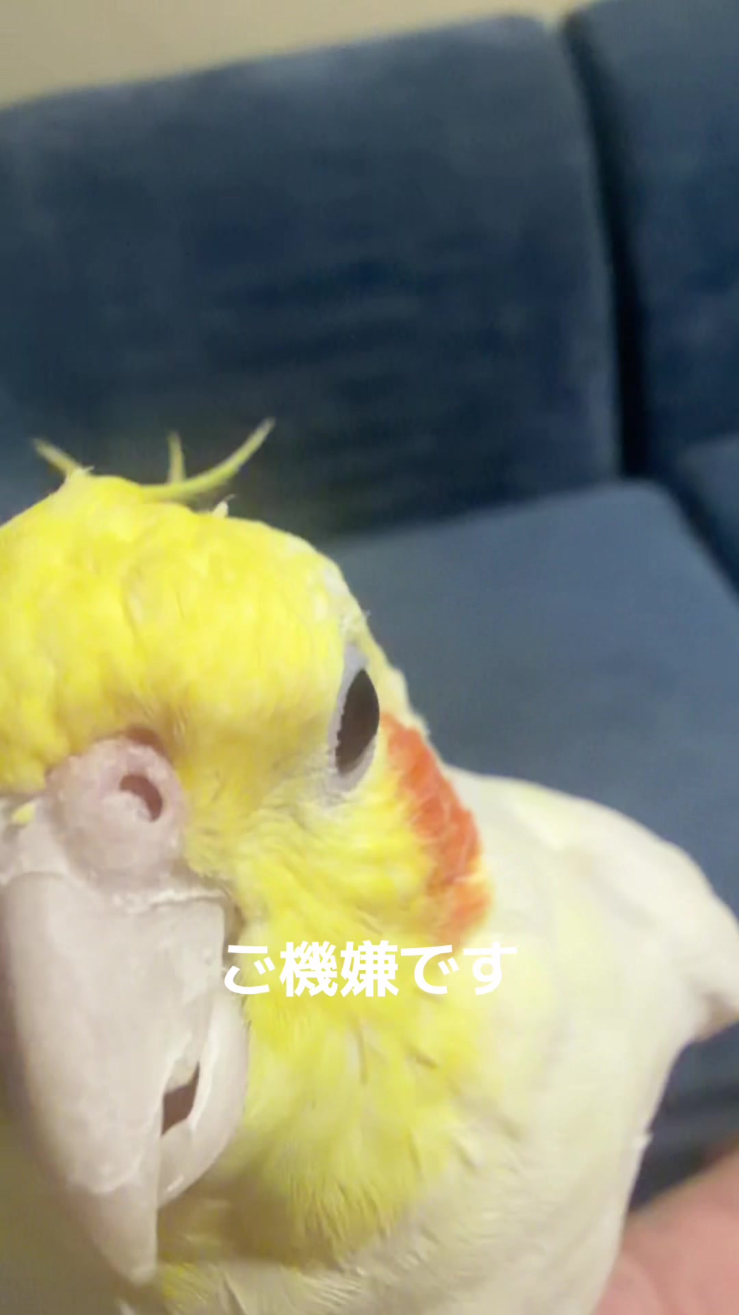 @rokusuke