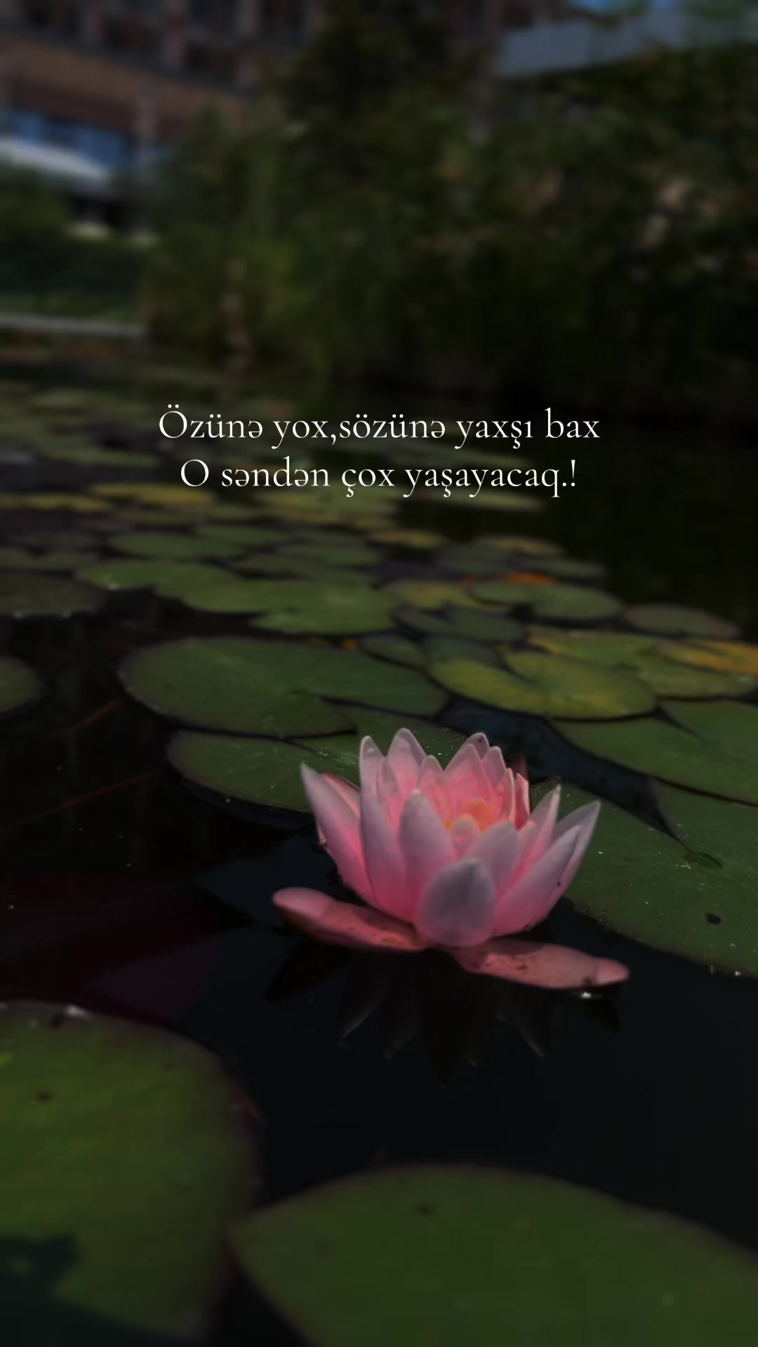 @kova_kadını_fafa