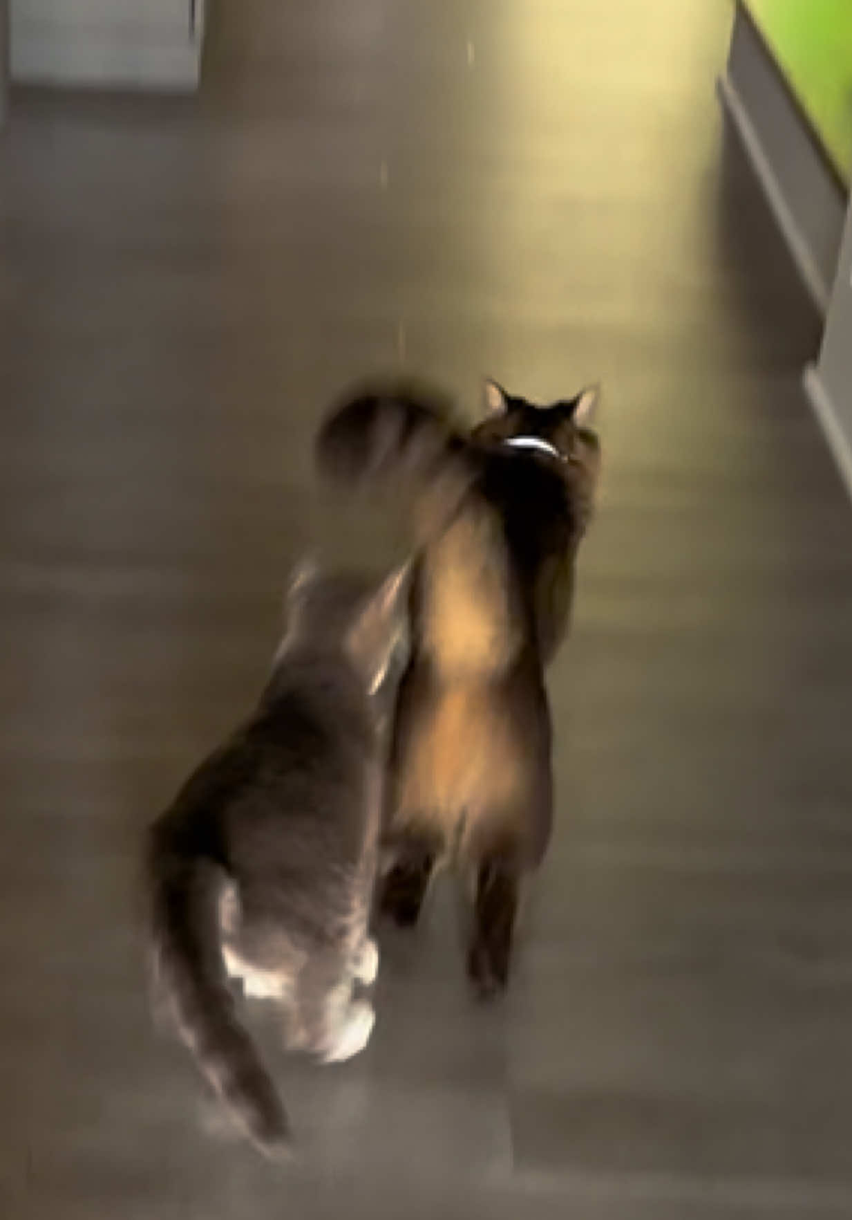 @RoxySnowballCatDrama