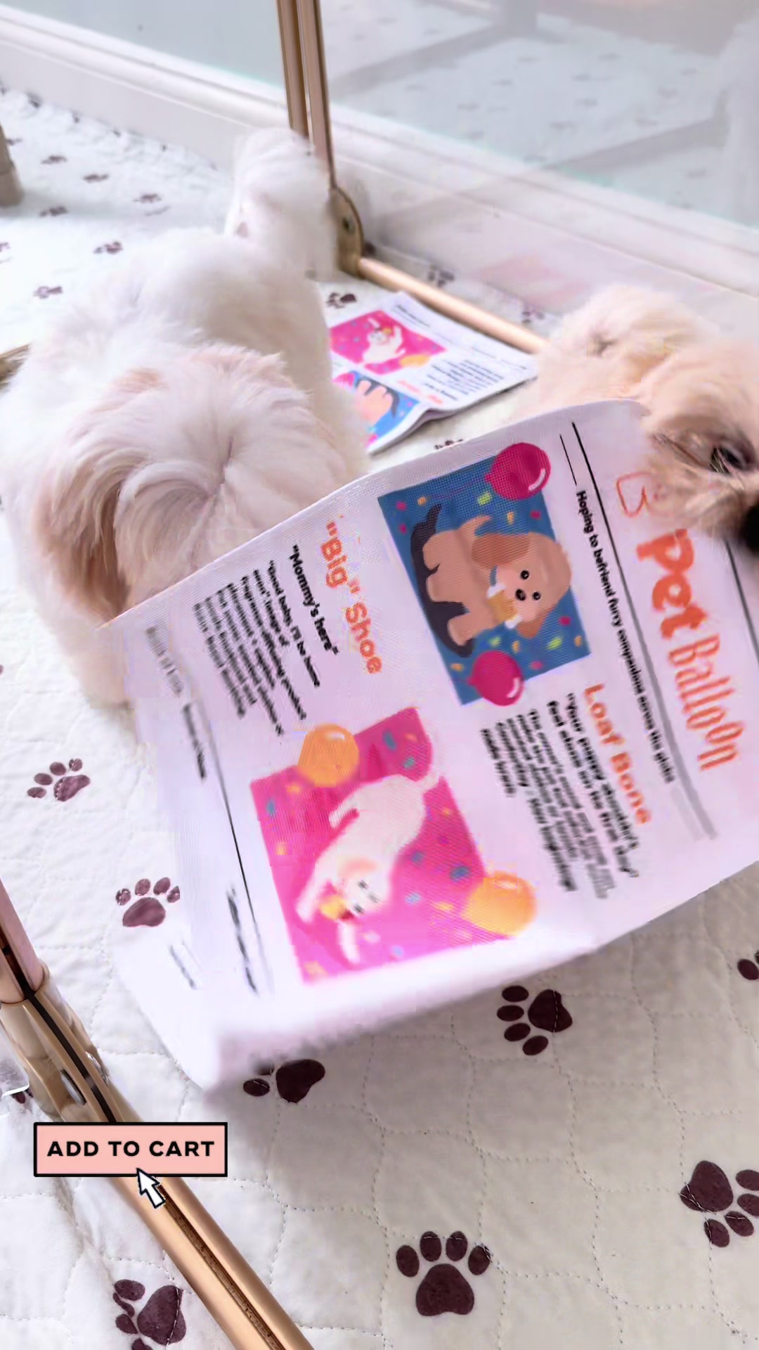 @Shih Tzu Puppies in Maryland