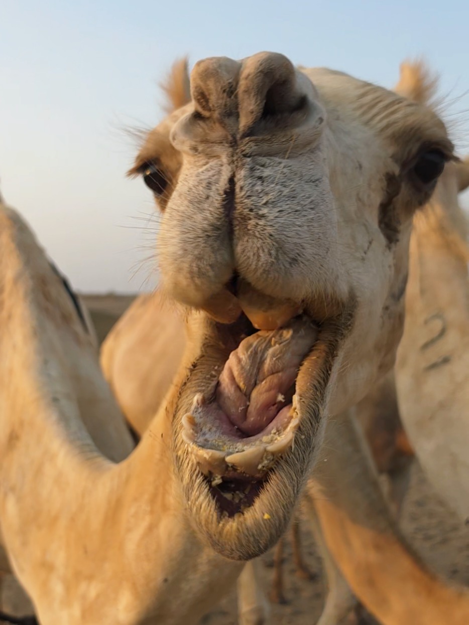 @funny:)animalsbytwins