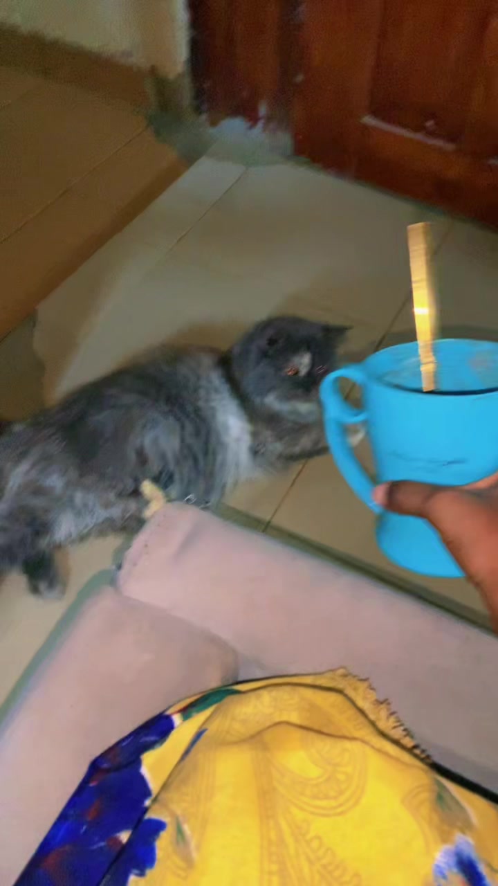 @Dera&rsquo;s cats🐈🐈🐈&zwj;⬛