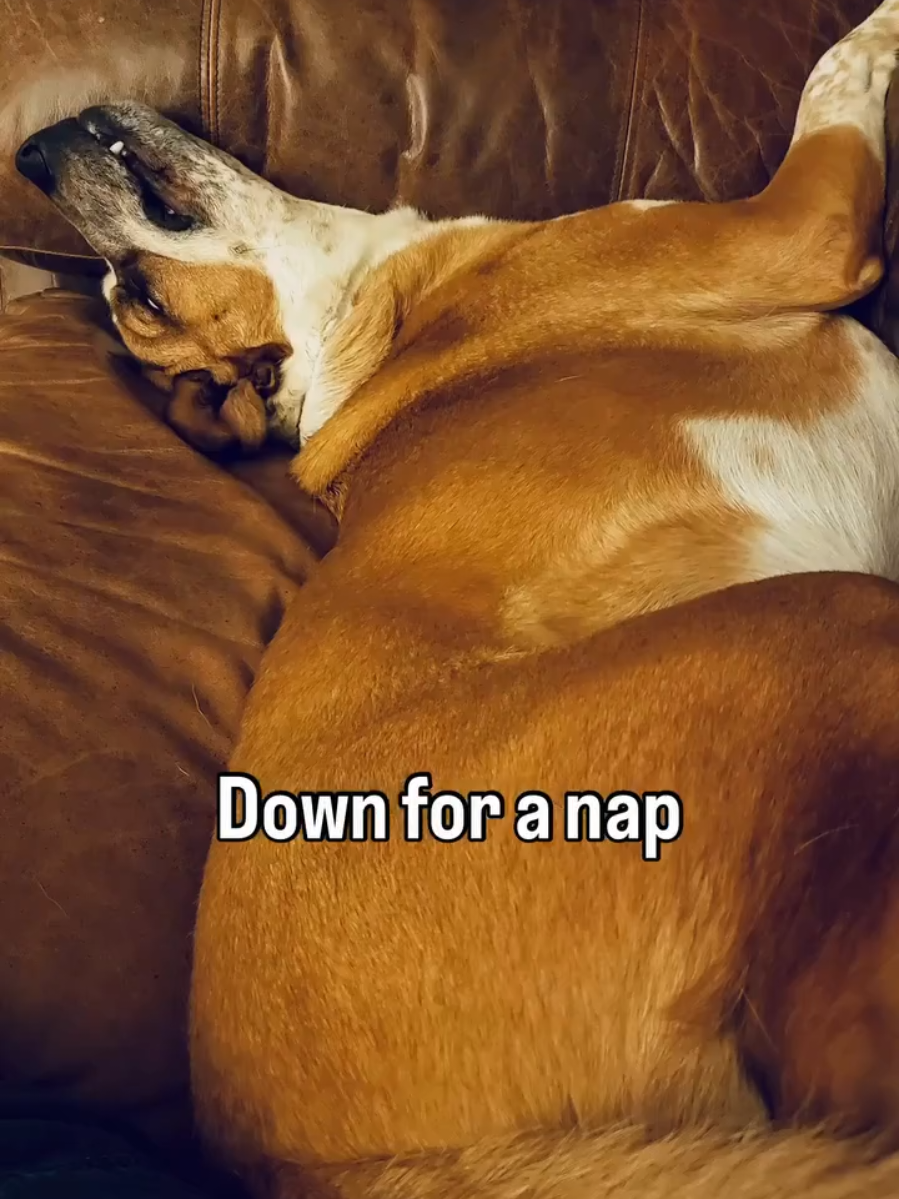 @Oakland Animal Services
