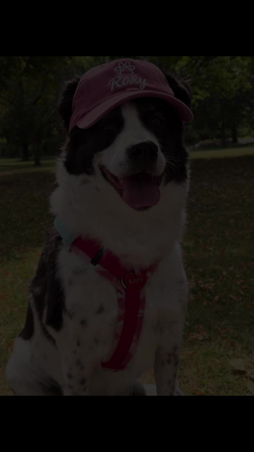 @PfotenwegeMitRoxy🐶