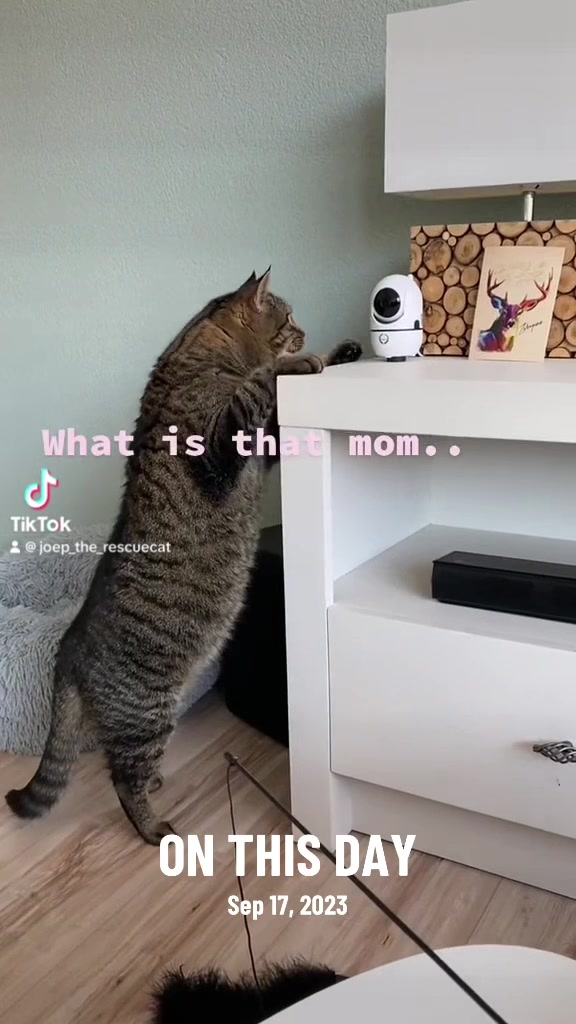 @Joep_the_ rescuecat