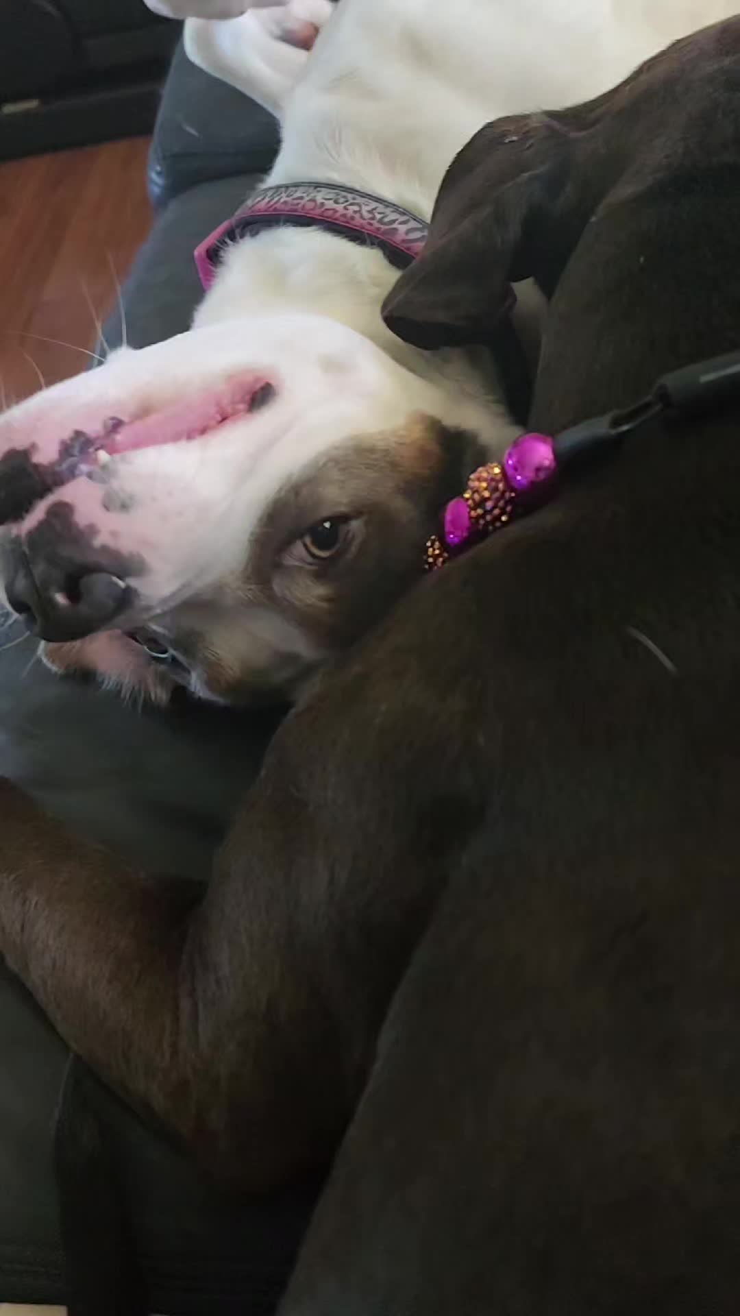 @bigbadscarypitbulls